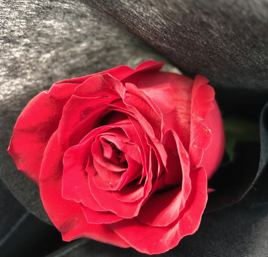 Red Rose (Fresh)